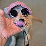 Maddie is registered to the contest to win money with this photo: dog, tongue, sunglasses, hat, hand, pet, cute, playful, indoor, blurred_background, accessory, animal, fur, nose, paw, canine, funny, person_hand, closeup, wearing