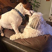 Huckleberry joined the competition — help win amazing prizes! animal, brown_and_white_dog, companionship, couch, cozy, curious, decor, dog, domestic, friendly, fur, furniture, indoor, licking, living_room, paw, pet, plant, television, white_dog