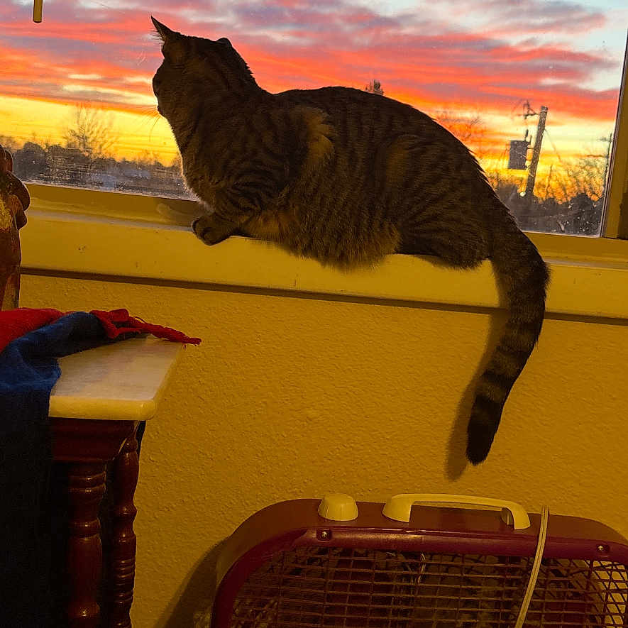 Max is registered to the contest to win money with this photo: animal, blanket, cat, clouds, domestic, fan, furniture, indoor, orange, pet, purple, relaxing, silhouette, sky, sunset, tabby_cat, table, window, windowsill, yellow_wall
