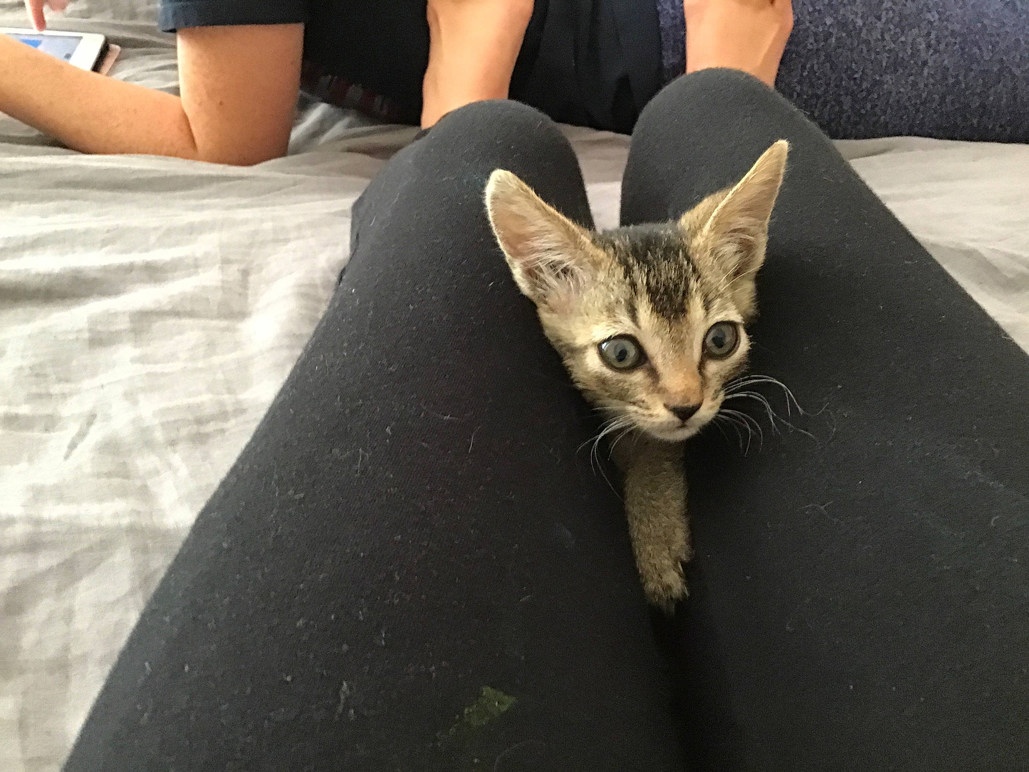 Goblin is registered to the contest to win money with this photo: aegean_cat, asian, carnivore, cat, chausie, domestic_short_haired_cat, dragon_li, european_shorthair, fawn, felidae, german_rex, hand, human_leg, kitten, leg, mammal, paw, small_to_medium_sized_cats, tabby_cat, whiskers