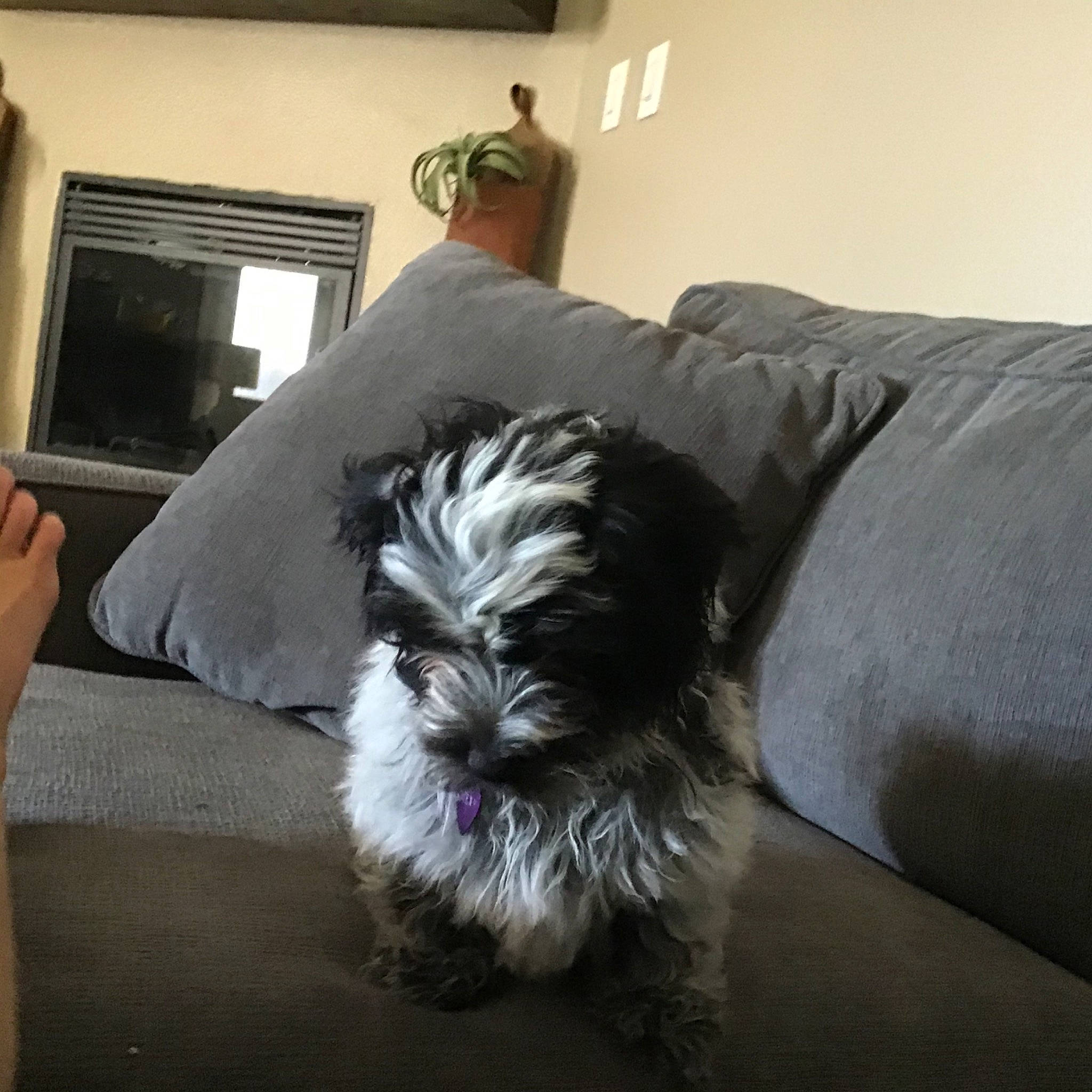 Chewy joined the competition — help win amazing prizes! affenpinscher, cairn_terrier, canidae, carnivore, chinese_imperial_dog, companion_dog, dog, dog_breed, ear, lhasa_apso, mammal, miniature_schnauzer, morkie, non_sporting_group, schnauzer, schnoodle, shih_tzu, sporting_group, tibetan_terrier, toy_dog