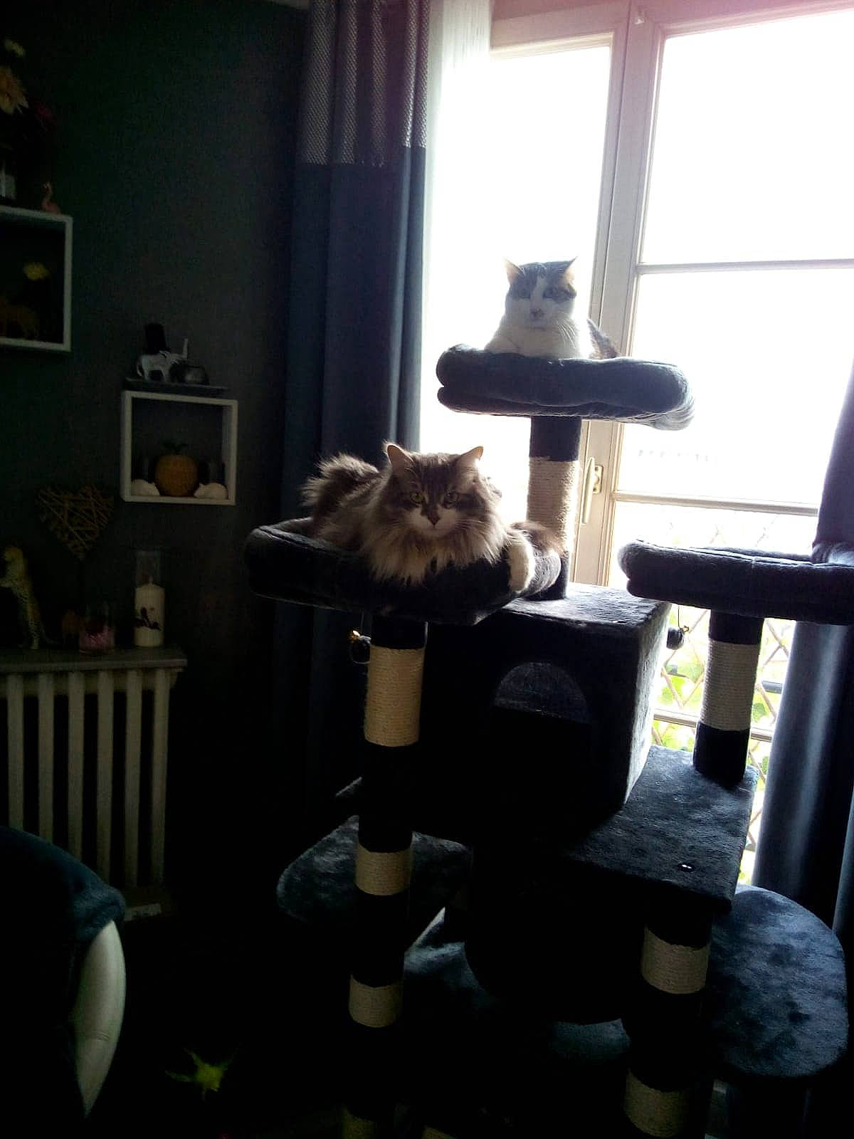 Luffy a rejoint le concours — aidez-le/la à gagner de superbes lots ! cat, chair, felidae, furniture, house, interior_design, room, window