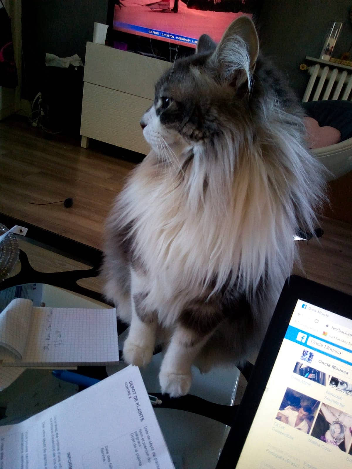 Luffy a rejoint le concours — aidez-le/la à gagner de superbes lots ! canidae, carnivore, cat, domestic_long_haired_cat, fawn, felidae, fur, kitten, mammal, norwegian_forest_cat, ragamuffin, ragdoll, small_to_medium_sized_cats, whiskers