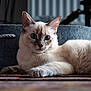 Yuki a rejoint le concours — aidez-le/la à gagner de superbes lots ! cat, blue_eyes, fluffy, indoor, carpet, felt_basket, animal, pet, relaxed, laying_down, closeup, whiskers, ears, furniture, cozy, domestic, cute, fur, quiet, focus