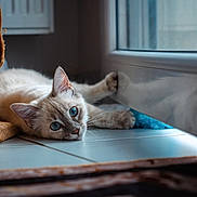 Yuki participe au concours pour gagner de l'argent avec cette photo : cat, blue_eyes, reflection, indoor, tile_floor, burlap_fabric, curious, pet, animal, relaxed, whiskers, ears, paws, resting, close_up, feline, domestic_cat, soft_light, quiet, still_life