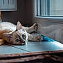 cat, blue_eyes, reflection, indoor, tile_floor, burlap_fabric, curious, pet, animal, relaxed, whiskers, ears, paws, resting, close_up, feline, domestic_cat, soft_light, quiet, still_life