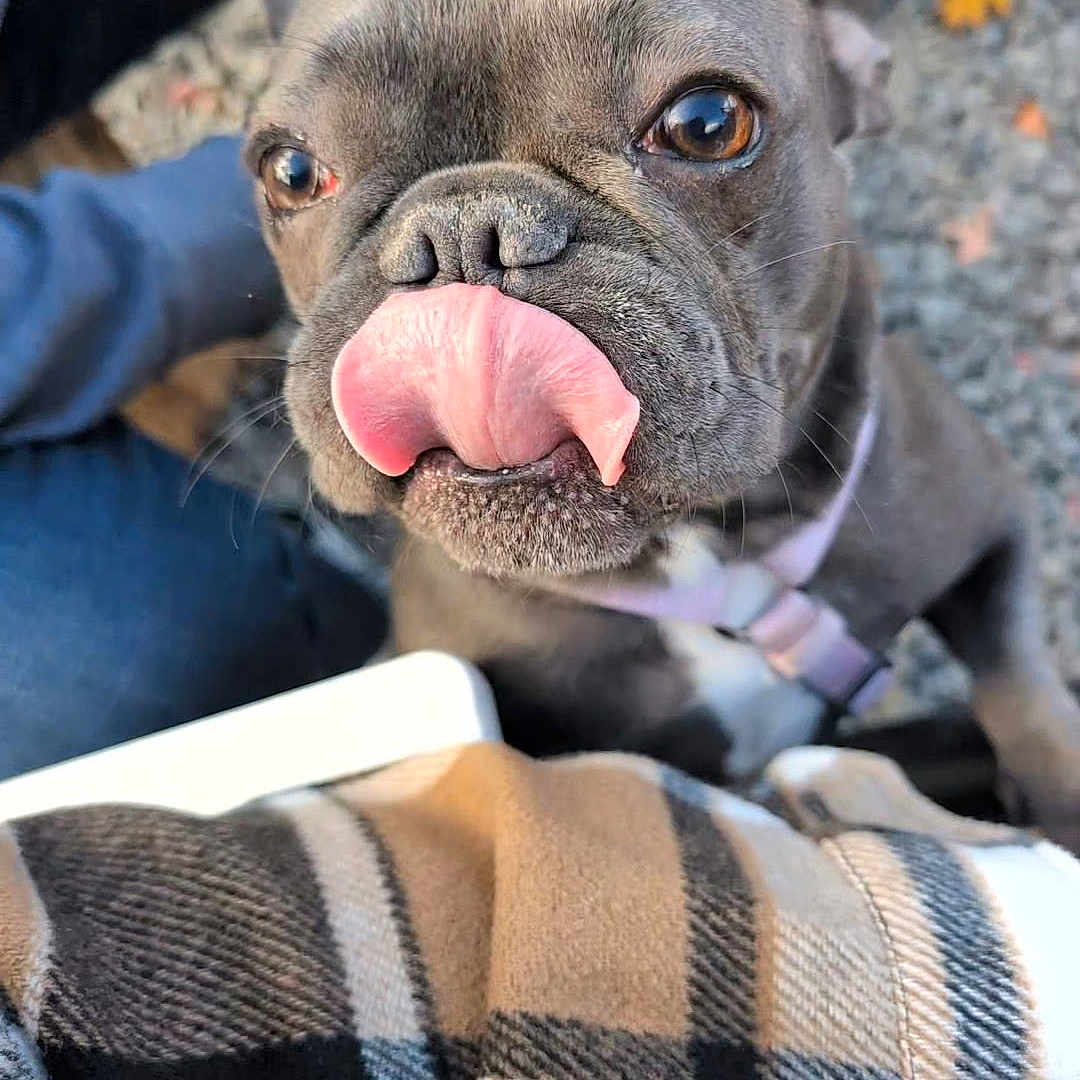 Elliegoose is registered to the contest to win money with this photo: animal, close_up, clothing, collar, cute, dog, eyes, face, french_bulldog, fur, muzzle, nose, outdoor, person, pet, plaid, playful, texture, tongue, whiskers
