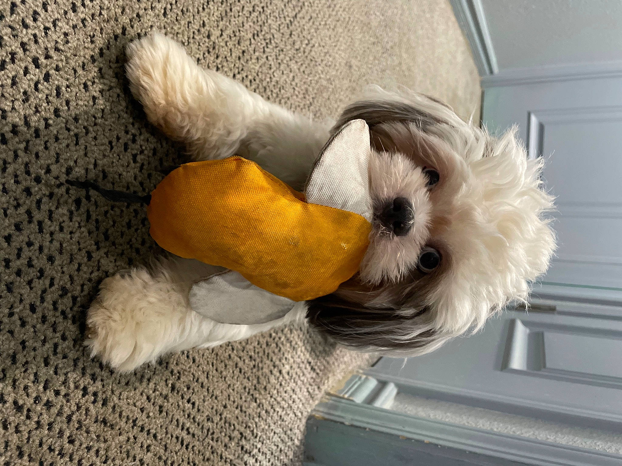 Polo joined the competition — help win amazing prizes! canidae, comfort, companion_dog, dog, dog_breed, fawn, fur, natural_material, plush, room, snout, sporting_group, stuffed_toy, tail, toy, working_animal