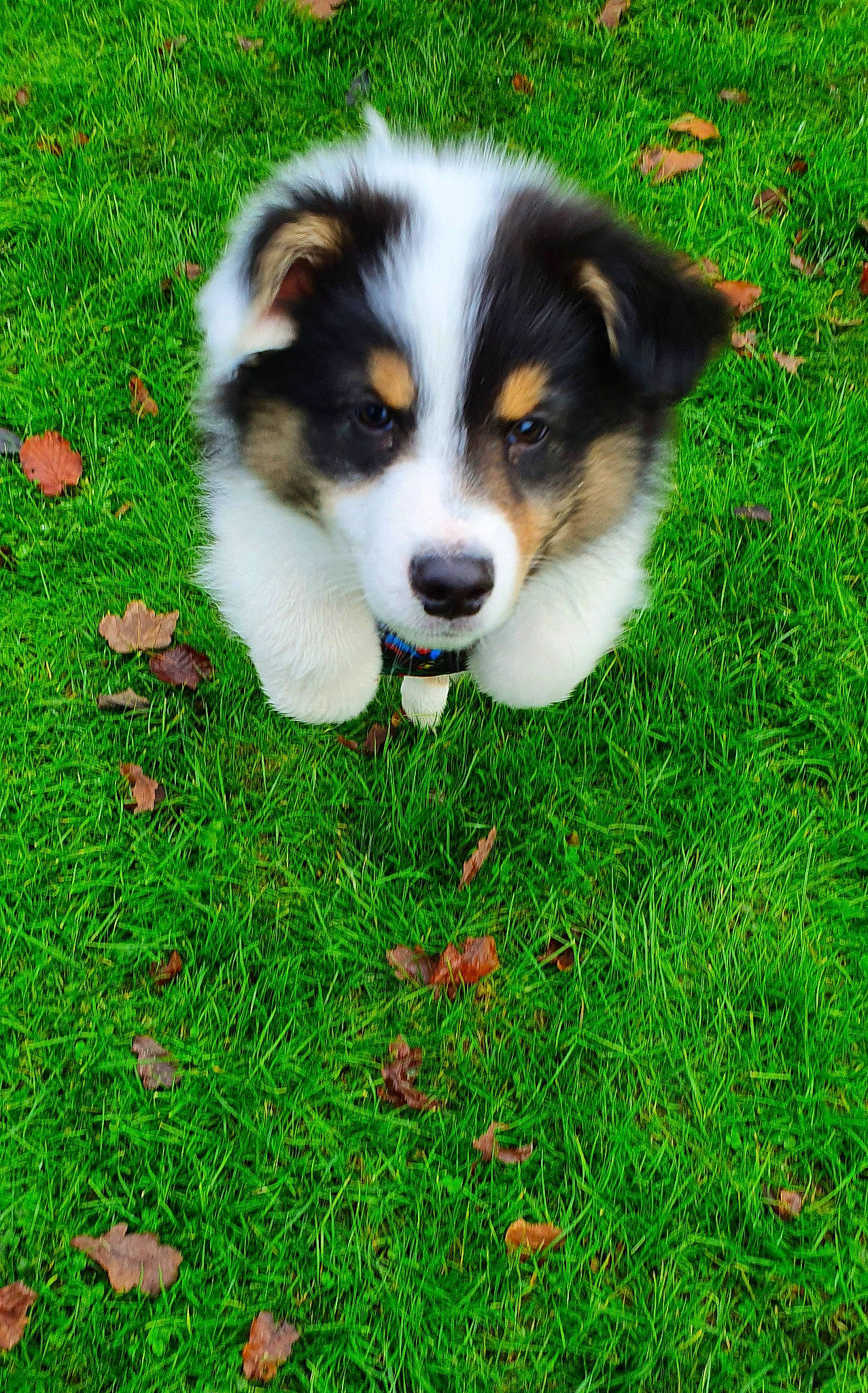 Spirit participe au concours pour gagner de l'argent avec cette photo : border_collie, canidae, carnivore, companion_dog, dog, dog_breed, grass, green, groundcover, herding_dog, lawn, people_in_nature, plant, puppy, snout, sporting_group, terrestrial_animal, working_dog