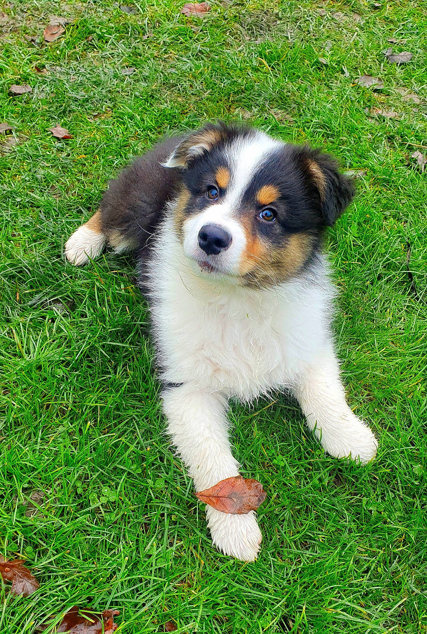 Spirit a rejoint le concours — aidez-le/la à gagner de superbes lots ! canidae, carnivore, companion_dog, dog, dog_breed, grass, groundcover, plant, sporting_group, terrestrial_animal, working_animal, working_dog