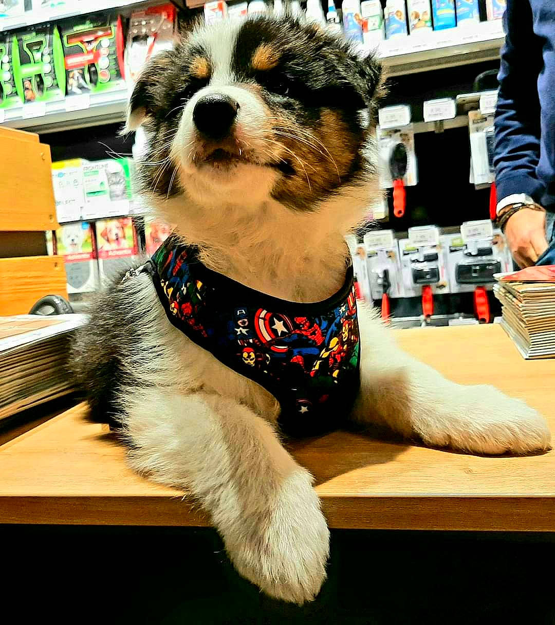 Spirit participe au concours pour gagner de l'argent avec cette photo : canidae, carnivore, chair, collar, companion_dog, costume, dog, dog_breed, dog_clothes, dog_supply, eyewear, fashion_accessory, fur, pet_supply, retail, shelf, sporting_group, table, toy_dog, whiskers