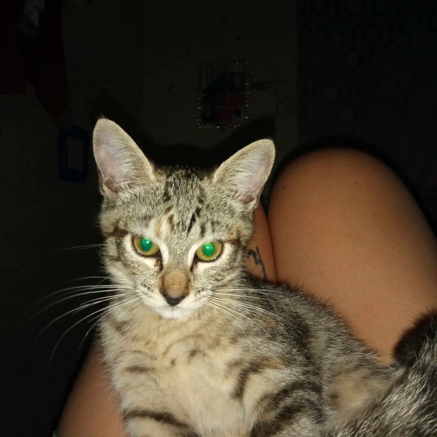 Princess Putty Tat joined the competition — help win amazing prizes! animal, cat, closeup, cute, dim_light, domestic, ears, feline, flash, fur, green_eyes, indoor, kitten, lap, legs, person, pet, sitting, tabby, whiskers