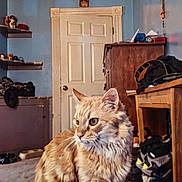 Simba joined the competition — help win amazing prizes! cat, orange_tabby, fluffy, indoor, bedroom, purple_blanket, furniture, door, shelf, shoes, clutter, wooden_desk, wall, decor, pet, animal, fur, whiskers, ears, eyes