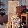 cat, orange_tabby, fluffy, indoor, bedroom, purple_blanket, furniture, door, shelf, shoes, clutter, wooden_desk, wall, decor, pet, animal, fur, whiskers, ears, eyes