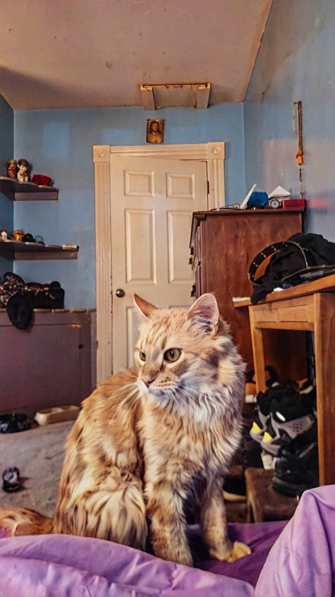 Simba joined the competition — help win amazing prizes! cat, orange_tabby, fluffy, indoor, bedroom, purple_blanket, furniture, door, shelf, shoes, clutter, wooden_desk, wall, decor, pet, animal, fur, whiskers, ears, eyes