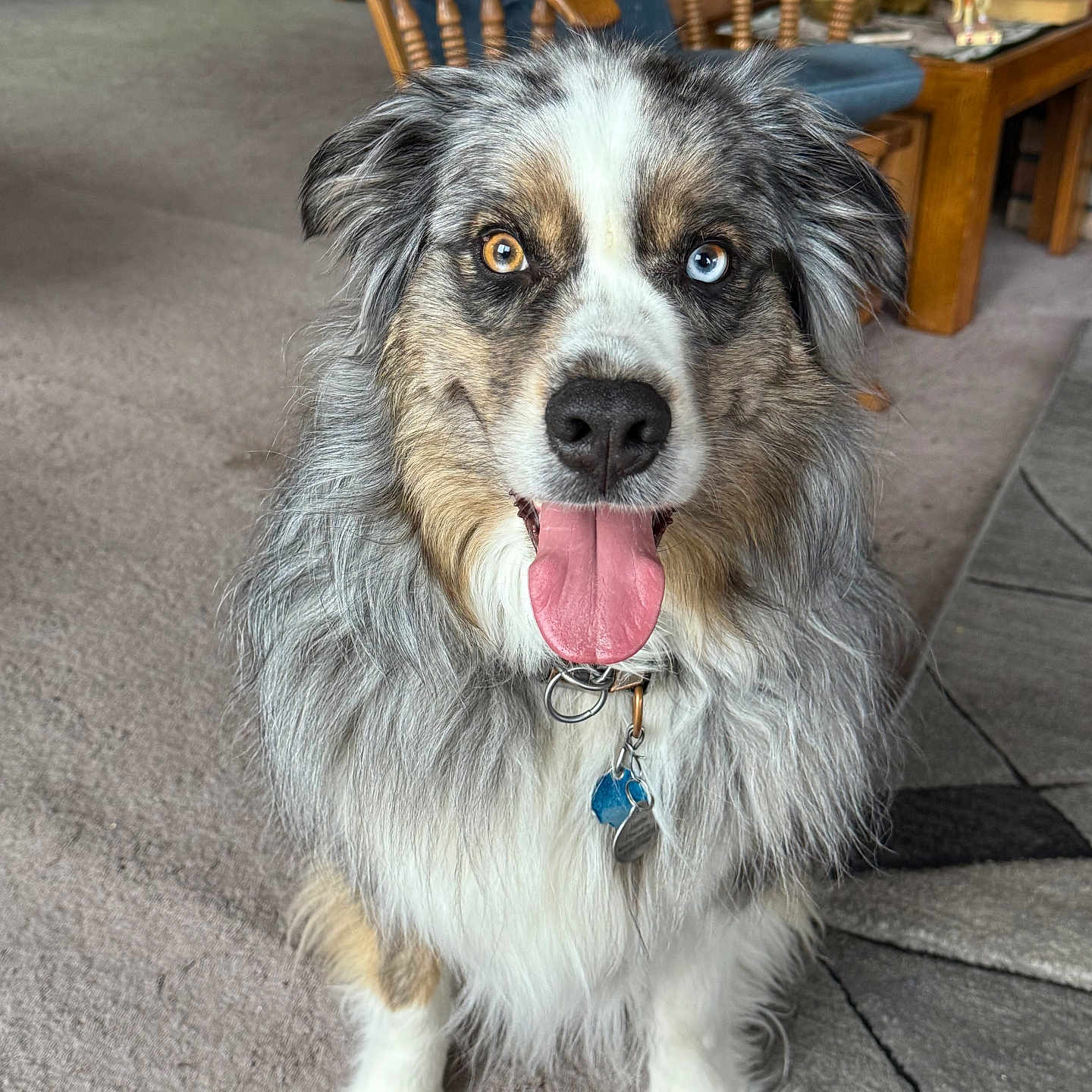 Hunter is registered to the contest to win money with this photo: accessories, animal, bodypart, canine, chair, couch, diningtable, dog, furniture, hardwood, husky, indoors, interiordesign, mouth, person, pet, puppy, strap, table, wood