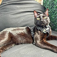 R.j. is registered to the contest to win money with this photo: alert, animal, black_cat, black_fur, cat, closeup, cushion, ears, feline, fur, green_eyes, harness, houseplant, indoor, pet, relaxing, resting, tags, tail, whiskers