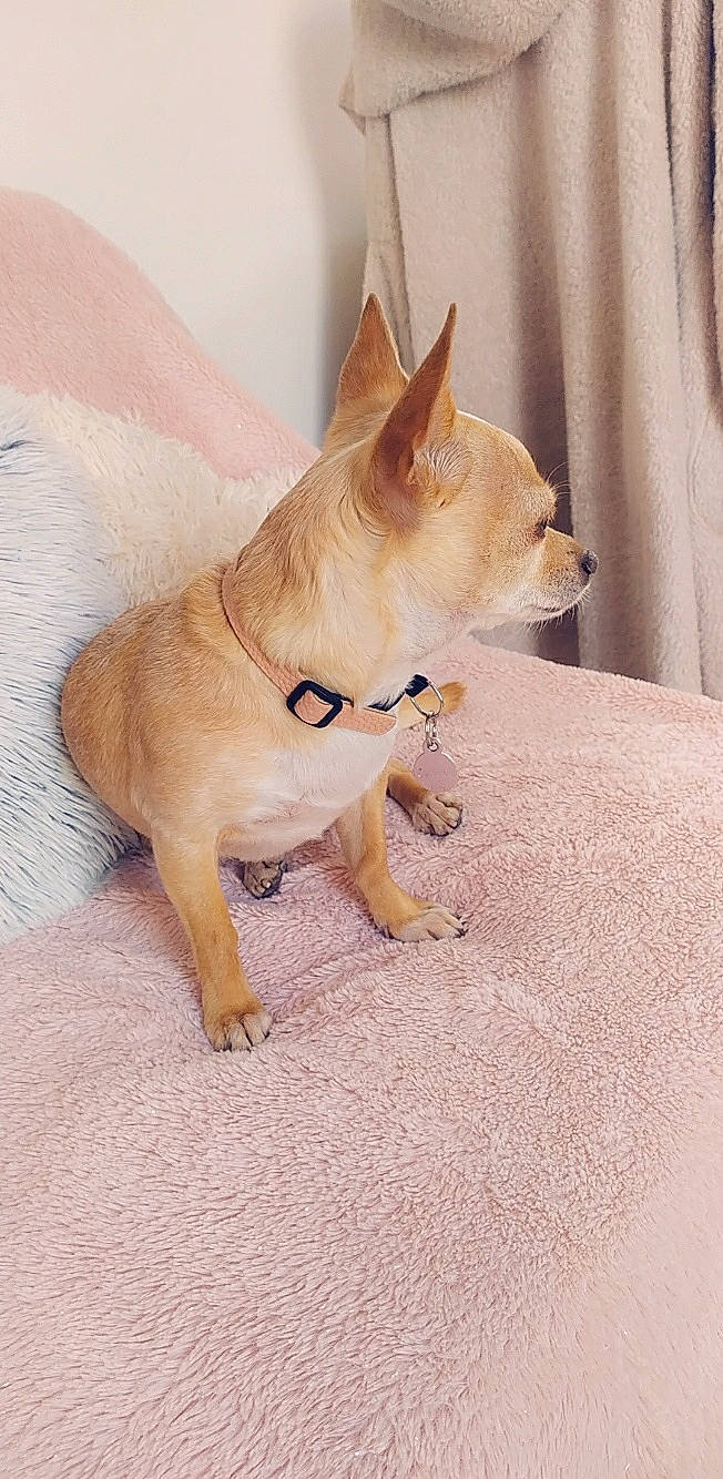 Canna a rejoint le concours — aidez-le/la à gagner de superbes lots ! canidae, carnivore, chihuahua, companion_dog, corgi_chihuahua, dog, dog_breed, fawn, mammal, snout, tail, toy_dog, vertebrate, whiskers