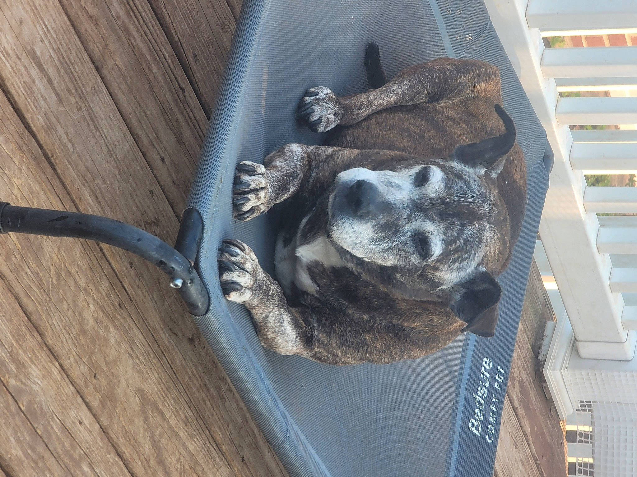 Reese is registered to the contest to win money with this photo: animal_shelter, art, canidae, carnivore, collar, dog, dog_breed, dog_collar, grey, hardwood, metal, pet_supply, plank, sculpture, snout, sporting_group, tail, wood, wood_stain, working_animal