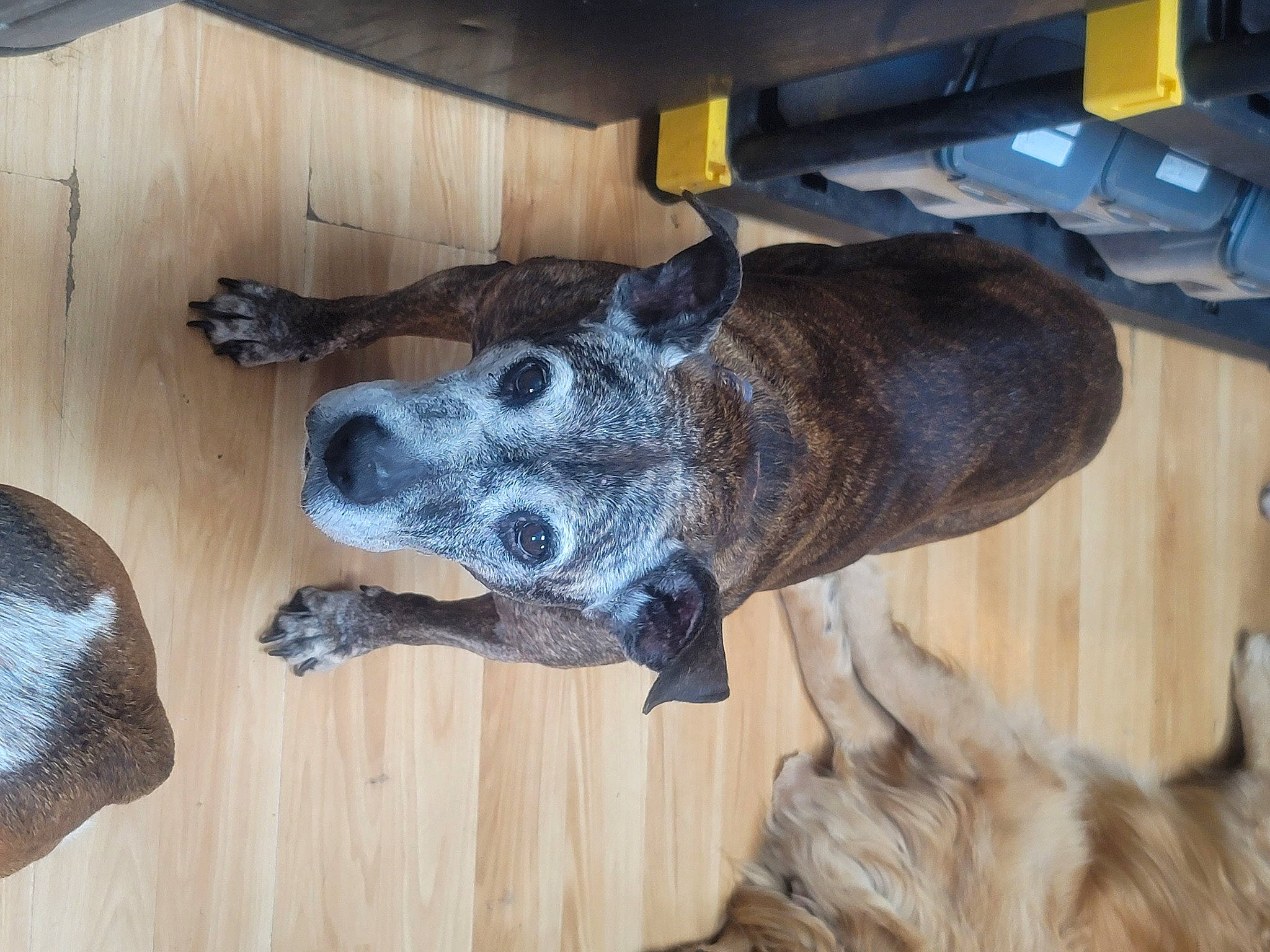 Reese is registered to the contest to win money with this photo: australian_cattle_dog, canidae, carnivore, collar, dog, dog_breed, fawn, fur, giant_dog_breed, great_dane, guard_dog, hardwood, schnauzer, snout, sporting_group, tail, treeing_tennessee_brindle, wood, working_animal, working_dog