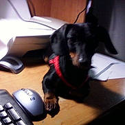 Buster is registered to the contest to win money with this photo: canidae, carnivore, dachshund, dog, dog_breed, electronic_device, guard_dog, puppy