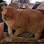 Toby is registered to the contest to win money with this photo: carnivore, cat, claw, cymric, domestic_short_haired_cat, european_shorthair, fawn, felidae, fur, mammal, small_to_medium_sized_cats, tabby_cat, tail, vertebrate, whiskers