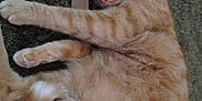 Toby is registered to the contest to win money with this photo: aegean_cat, arabian_mau, asian, australian_mist, carnivore, cat, chausie, domestic_short_haired_cat, dragon_li, european_shorthair, fawn, felidae, german_rex, mammal, ocicat, small_to_medium_sized_cats, tabby_cat, tail, vertebrate, whiskers