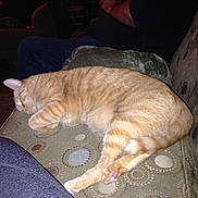 Toby joined the competition — help win amazing prizes! carnivore, cat, domestic_short_haired_cat, european_shorthair, fawn, felidae, ocicat, sleep, small_to_medium_sized_cats, tabby_cat, tail, whiskers