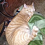 Toby is registered to the contest to win money with this photo: asian, carnivore, cat, domestic_short_haired_cat, dragon_li, european_shorthair, fawn, felidae, german_rex, small_to_medium_sized_cats, tabby_cat, tail, whiskers