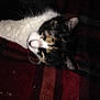 Susie is registered to the contest to win money with this photo: aegean_cat, american_wirehair, black, carnivore, cat, claw, domestic_short_haired_cat, ear, european_shorthair, eye, felidae, fur, kitten, mammal, norwegian_forest_cat, paw, polydactyl_cat, small_to_medium_sized_cats, snout, whiskers
