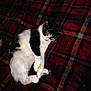 Susie is registered to the contest to win money with this photo: canidae, carnivore, cat, dog_breed, felidae, fur, paw, small_to_medium_sized_cats, sporting_group, tail, whiskers