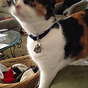 Susie joined the competition — help win amazing prizes! canidae, carnivore, cat, dog_breed, domestic_short_haired_cat, fawn, felidae, kitten, mammal, paw, small_to_medium_sized_cats, tail, whiskers