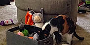Susie joined the competition — help win amazing prizes! boston_terrier, canidae, carnivore, cat, comfort, companion_dog, couch, dog, dog_breed, french_bulldog, furniture, home, house, interior_design, living_room, loveseat, non_sporting_group, puppy, room, table
