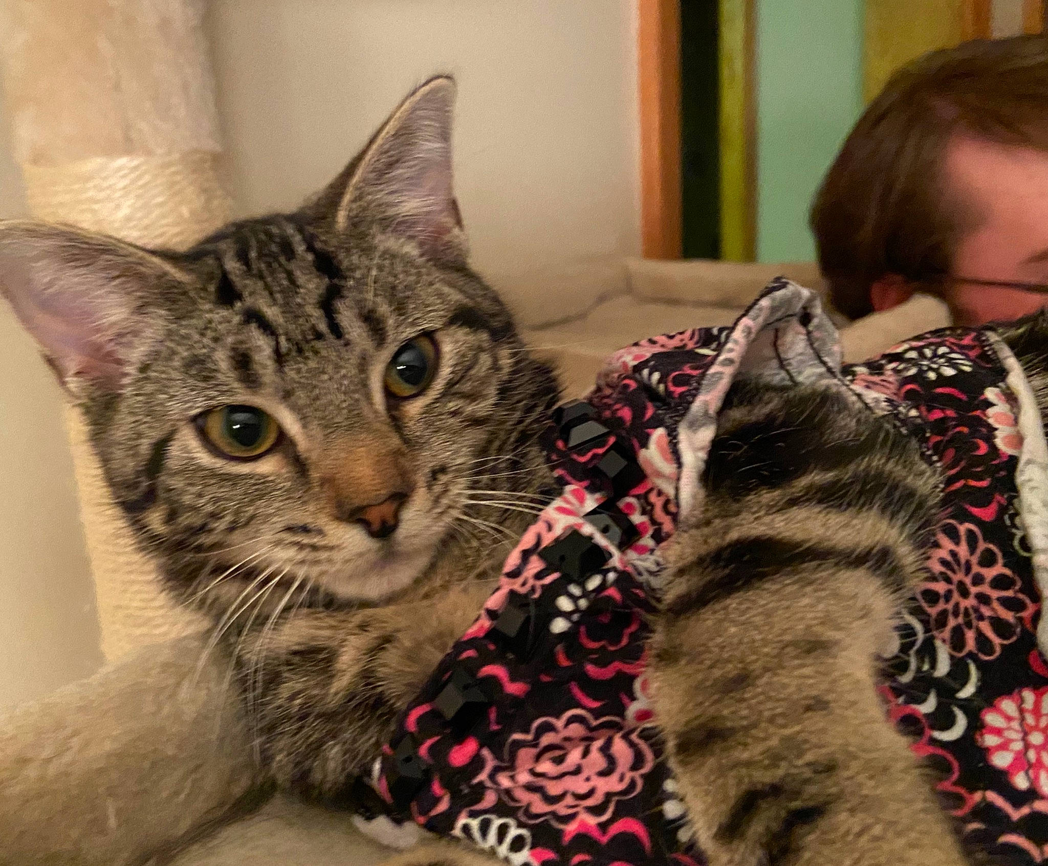 Macy-gray is registered to the contest to win money with this photo: american_shorthair, american_wirehair, asian, australian_mist, california_spangled, carnivore, cat, domestic_short_haired_cat, dragon_li, egyptian_mau, european_shorthair, felidae, fur, kitten, mammal, pixie_bob, small_to_medium_sized_cats, tabby_cat, toyger, whiskers