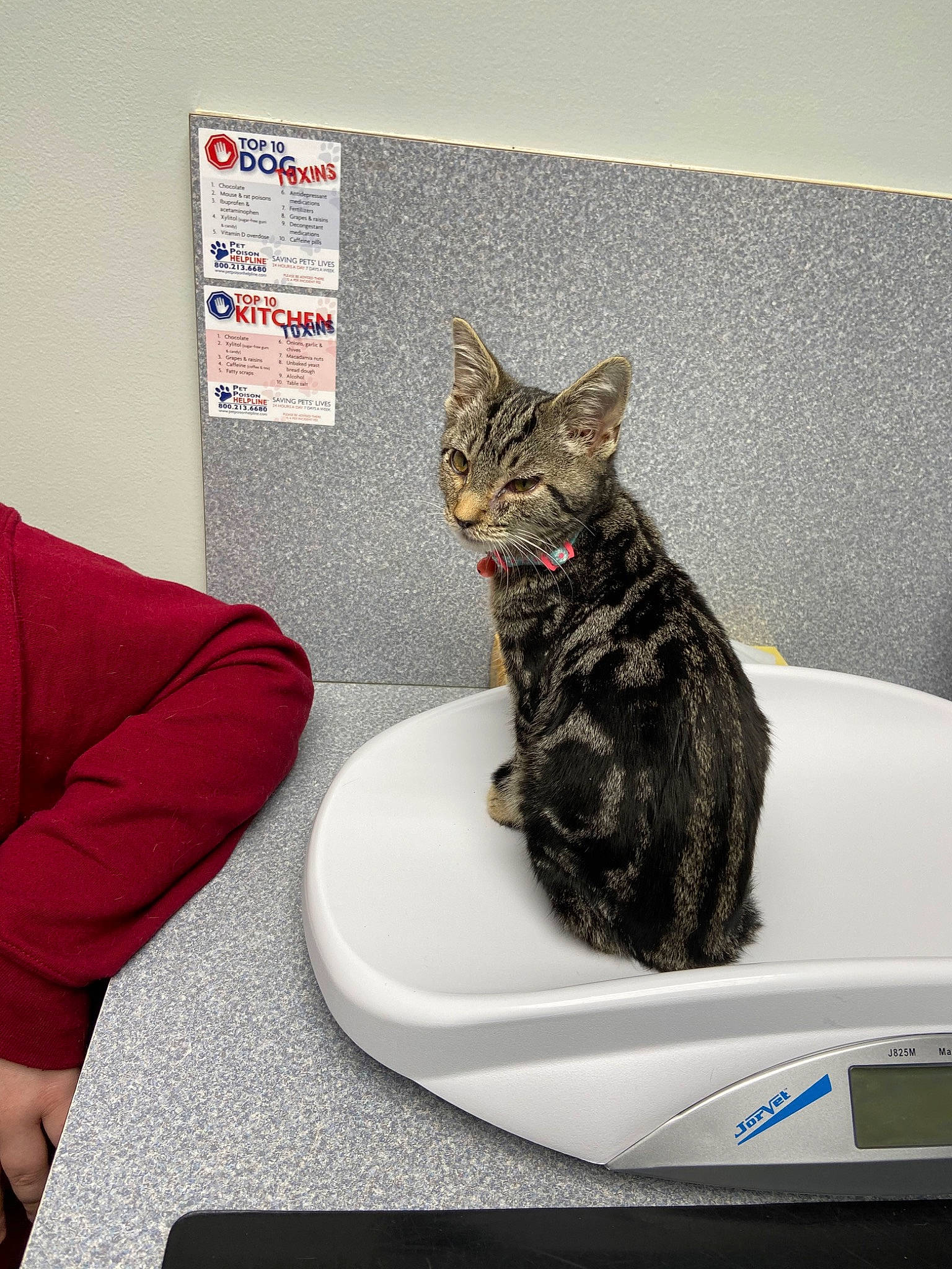 Macy-gray joined the competition — help win amazing prizes! american_shorthair, asian, carnivore, cat, domestic_short_haired_cat, dragon_li, egyptian_mau, european_shorthair, felidae, kitten, ocicat, small_to_medium_sized_cats, tabby_cat, whiskers