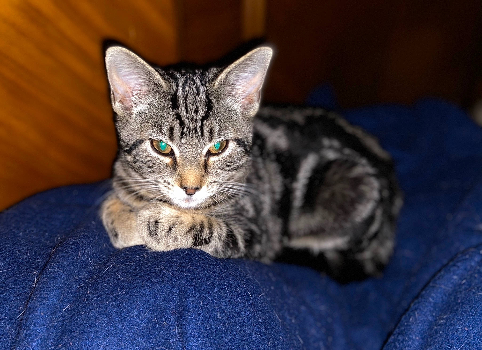 Macy-gray is registered to the contest to win money with this photo: american_bobtail, american_shorthair, american_wirehair, asian, california_spangled, carnivore, cat, domestic_short_haired_cat, dragon_li, egyptian_mau, european_shorthair, felidae, kitten, mammal, pixie_bob, small_to_medium_sized_cats, tabby_cat, vertebrate, whiskers, wild_cat