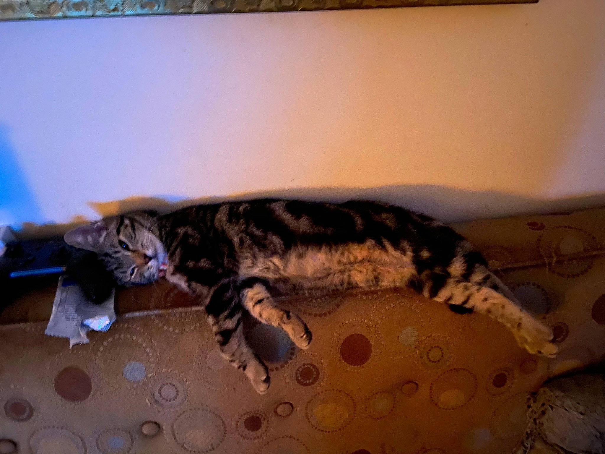 Macy-gray is registered to the contest to win money with this photo: bengal, carnivore, cat, european_shorthair, felidae, lizard, reptile, room, small_to_medium_sized_cats, tail, whiskers