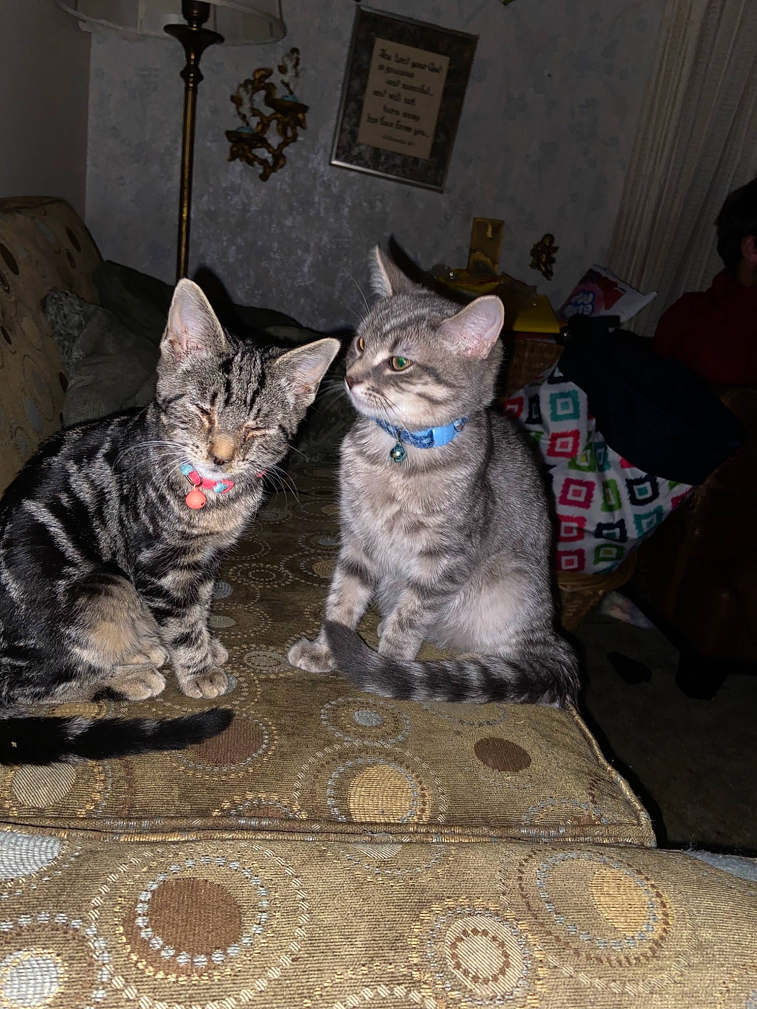 Macy-gray joined the competition — help win amazing prizes! american_shorthair, asian, california_spangled, carnivore, cat, domestic_short_haired_cat, dragon_li, egyptian_mau, european_shorthair, felidae, german_rex, kitten, mammal, ocicat, ojos_azules, pixie_bob, savannah, small_to_medium_sized_cats, tabby_cat, whiskers