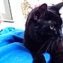 Shadow is registered to the contest to win money with this photo: asian, black, black_cat, bombay, carnivore, cat, domestic_short_haired_cat, eye, felidae, fur, mammal, sky, small_to_medium_sized_cats, snout, whiskers