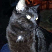 Shadow is registered to the contest to win money with this photo: american_shorthair, asian, black_cat, carnivore, cat, cymric, domestic_long_haired_cat, domestic_short_haired_cat, european_shorthair, eye, felidae, fur, kitten, kurilian_bobtail, mammal, norwegian_forest_cat, small_to_medium_sized_cats, snout, vertebrate, whiskers