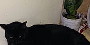 Shadow is registered to the contest to win money with this photo: asian, banana, banana_family, black_cat, bombay, carnivore, cat, domestic_short_haired_cat, felidae, kitten, plant, small_to_medium_sized_cats, tail, vegetable, whiskers