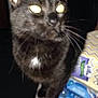 Shadow joined the competition — help win amazing prizes! asian, black_cat, bombay, carnivore, cat, domestic_short_haired_cat, european_shorthair, felidae, german_rex, iris, kitten, korat, mammal, ojos_azules, small_to_medium_sized_cats, snout, vertebrate, whiskers