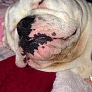 Sarge is registered to the contest to win money with this photo: american_bulldog, australian_bulldog, bulldog, canidae, carnivore, companion_dog, dog, dog_breed, fawn, non_sporting_group, old_english_bulldog, olde_english_bulldogge, puppy, rare_breed_dog, shar_pei, toy_bulldog, valley_bulldog, white_english_bulldog