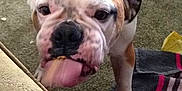 Sarge is registered to the contest to win money with this photo: american_bulldog, australian_bulldog, british_bulldogs, bulldog, canidae, carnivore, companion_dog, dog, dog_breed, dorset_olde_tyme_bulldogge, mammal, non_sporting_group, old_english_bulldog, olde_english_bulldogge, renascence_bulldogge, snout, toy_bulldog, valley_bulldog, vertebrate, white_english_bulldog