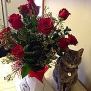 Harley joined the competition — help win amazing prizes! artificial_flower, bouquet, cat, cut_flowers, felidae, floral_design, floristry, flower, flower_arranging, flowering_plant, garden_roses, herbaceous_plant, houseplant, petal, plant, red, rose, rose_family, rose_order, small_to_medium_sized_cats