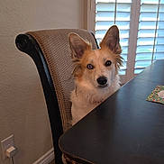 Hershey is registered to the contest to win money with this photo: dog, chair, table, window_shutters, pet, portrait, indoor, dining_room, ears, fur, curious, sitting, wood_floor, framed_art, electrical_outlet, power_cord, blinds, upholstery, red_eye, face