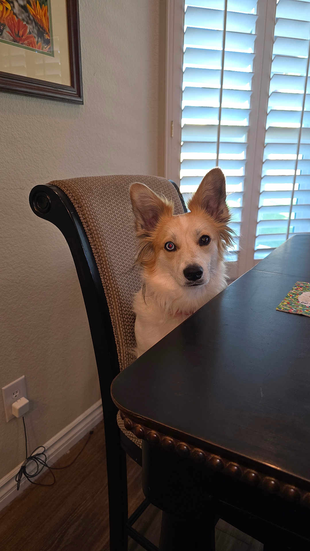 Hershey is registered to the contest to win money with this photo: dog, chair, table, window_shutters, pet, portrait, indoor, dining_room, ears, fur, curious, sitting, wood_floor, framed_art, electrical_outlet, power_cord, blinds, upholstery, red_eye, face
