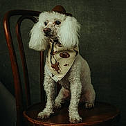 Ray is registered to the contest to win money with this photo: dog, poodle, white_dog, pet, animal, hat, cowboy_hat, bandana, wooden_chair, indoor, portrait, furry, sitting, cute, domestic_animal, fur, looking_away, vintage_style, studio_photo, serious_expression