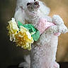 Ray joined the competition — help win amazing prizes! poodle, dog, flower, yellow_flower, vase, pet, animal, cute, fluffy, standing, indoor, portrait, white, fur, green_leaf, pink, background, still_life, decor, domestic_animal