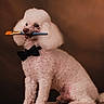 dog, poodle, white_dog, bow_tie, paintbrush, pet, animal, studio, portrait, furry, cute, sitting, wooden_platform, brown_background, fluffy, domestic_animal, artistic, pet_accessory, mammal, canine